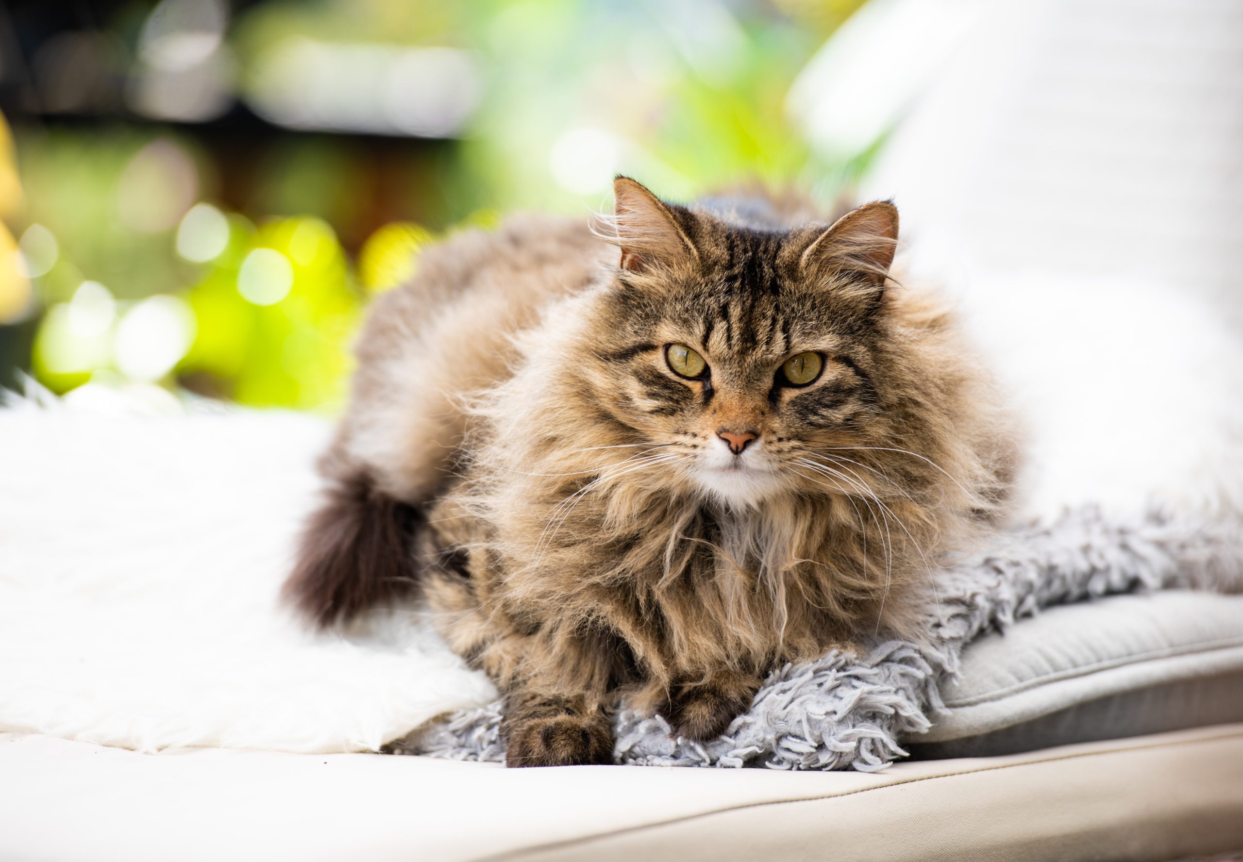 Domestic Longhair cat displaying a flowing coat and a relaxed, affectionate personality.