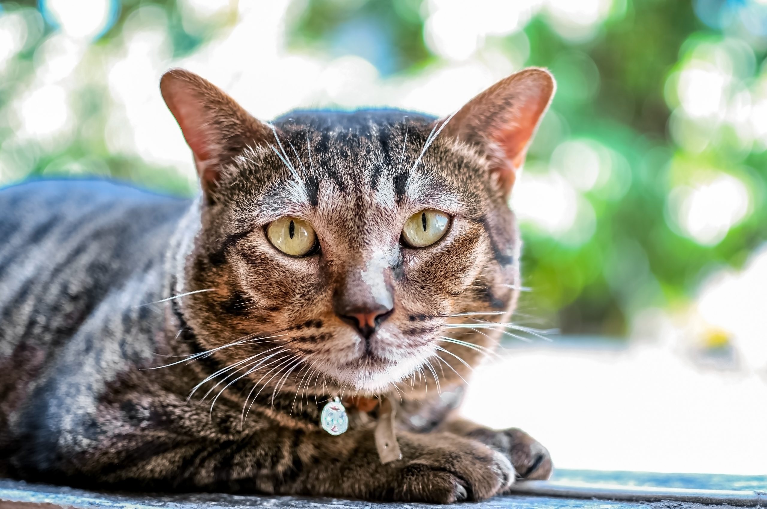 A relaxed brown tabby Domestic Shorthair Cat curled on its person's lap with its eyes half closed.