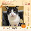 Home For The Holidays Rescue Flight- Donate To Help Shelter Cats Fly To Safety - Image 3