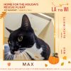 Home For The Holidays Rescue Flight- Donate To Help Shelter Cats Fly To Safety - Image 2