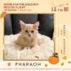 Home For The Holidays Rescue Flight- Donate To Help Shelter Cats Fly To Safety