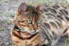 Sriped Pattern Cat 10 Cat Breeds with Unique Spotted or Striped Fur Patterns