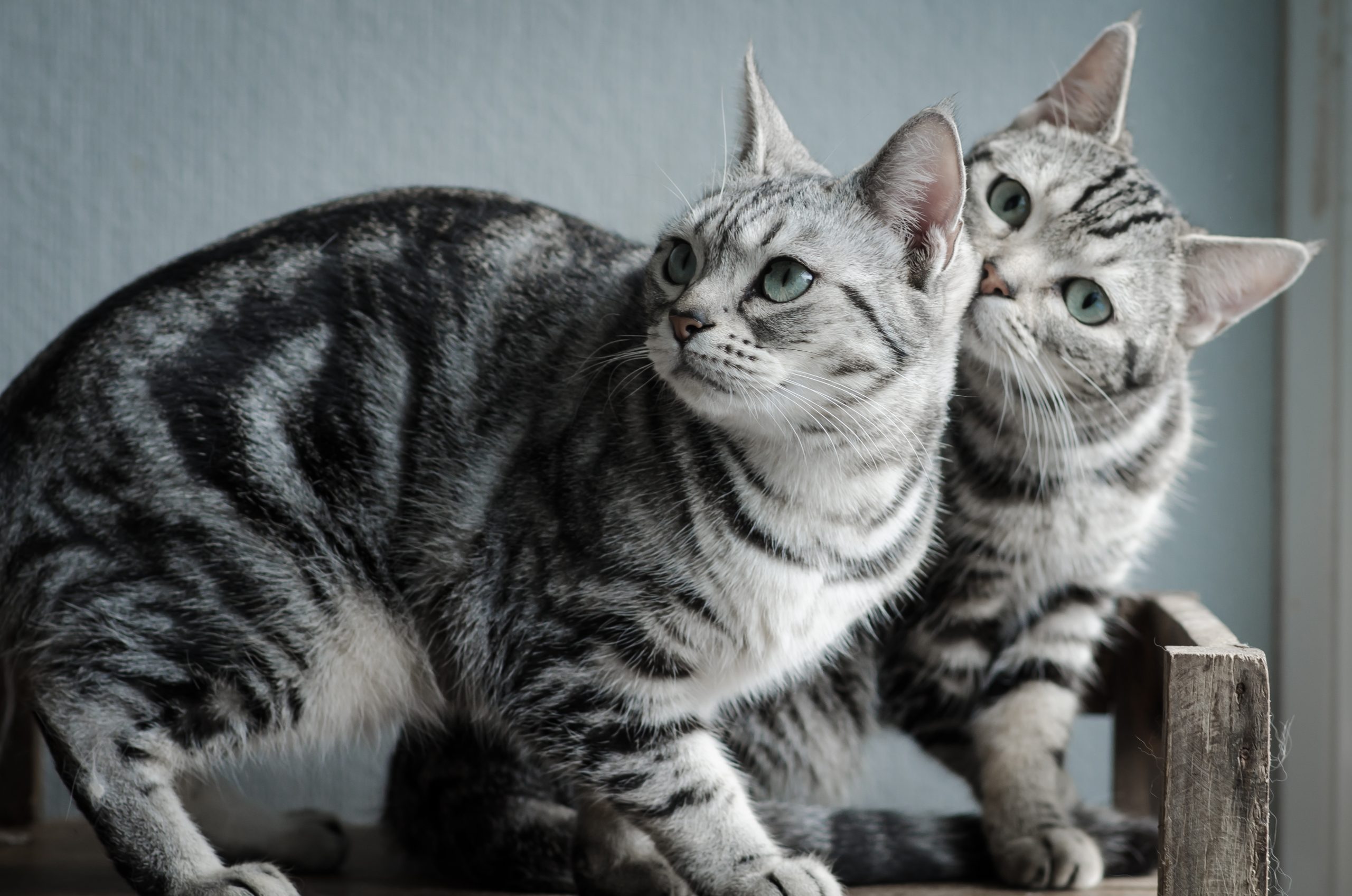 A silver tabby American Shorthair sitting comfortably beside a family member in a bright living room.
