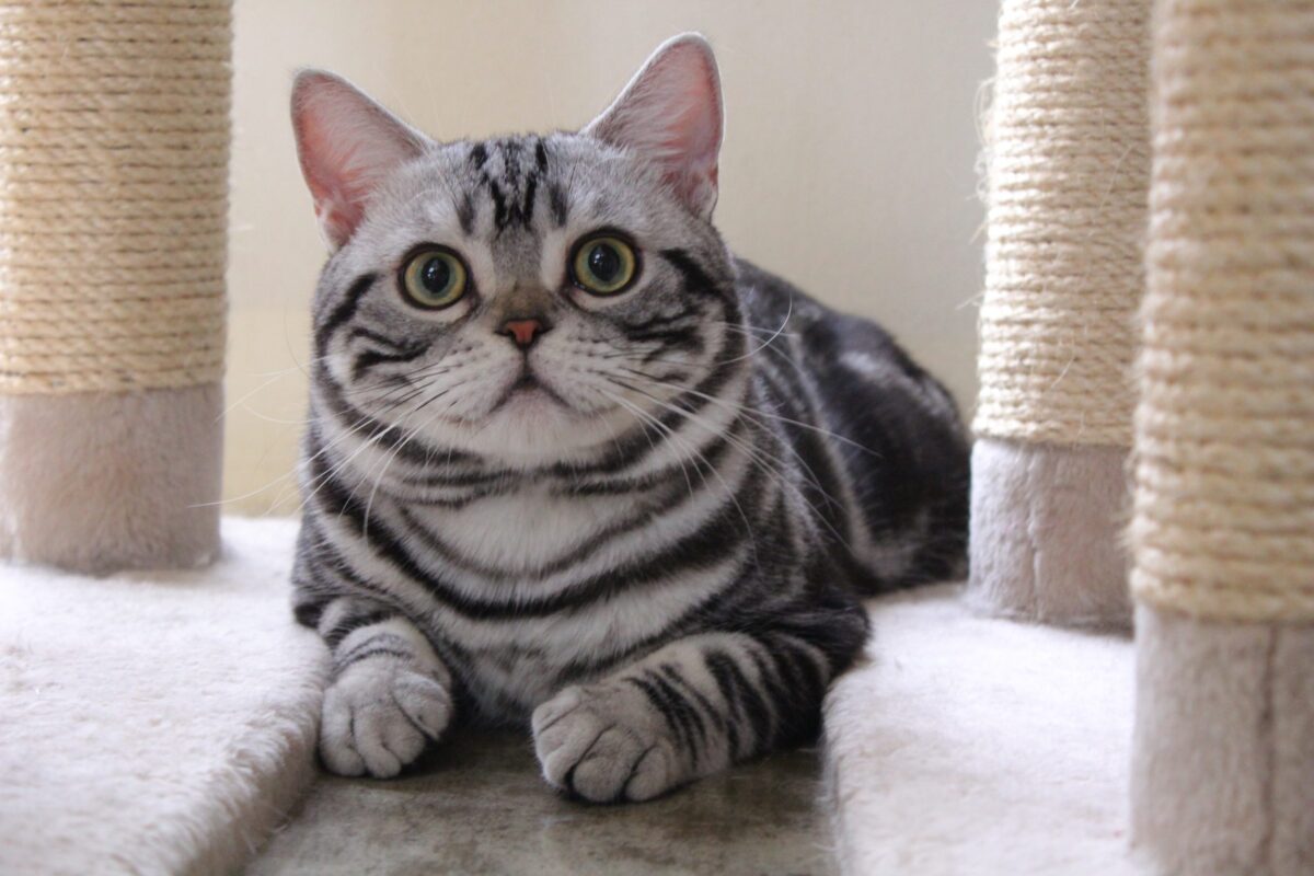 A sociable cat sitting prominently in the middle of a living room while looking toward their person.