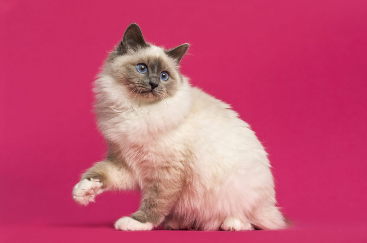 A Birman Cat sitting beside their person with an attentive and affectionate expression.