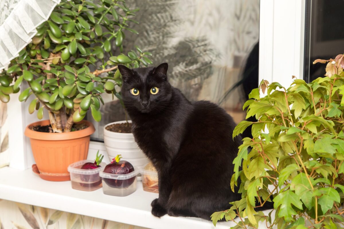 A confident Bombay Cat sitting close to a visitor with a calm and sociable expression.