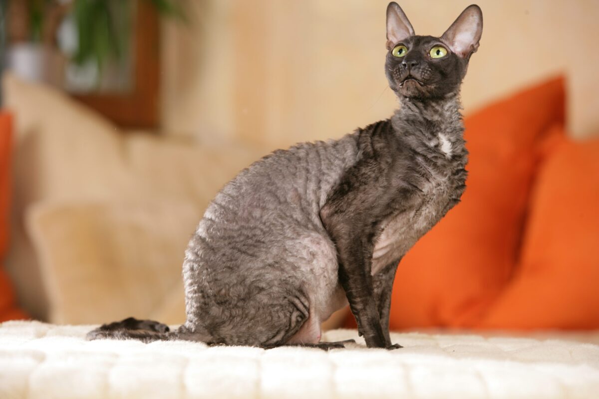 An energetic Cornish Rex Cat looking alert and ready to investigate something new.