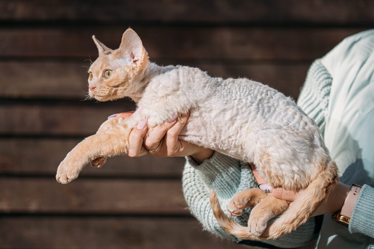 A playful Devon Rex Cat peeking curiously around an open bathroom doorway.