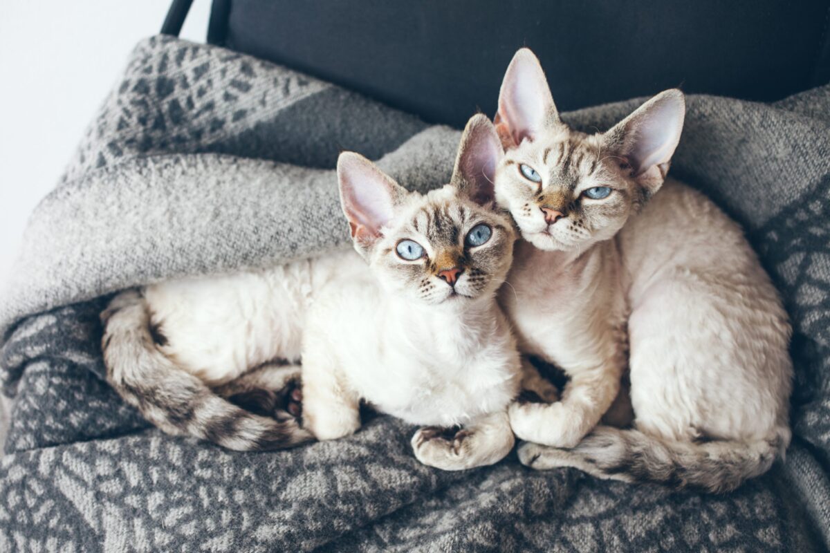 An affectionate cat looking content and ready to share every possible moment together.