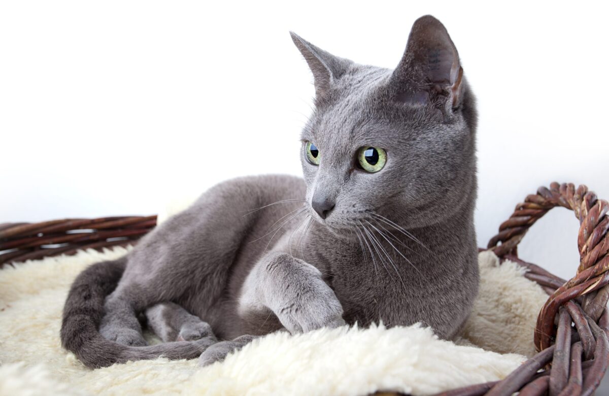A Russian Blue Cat watching a puzzle feeder from a comfortable perch.