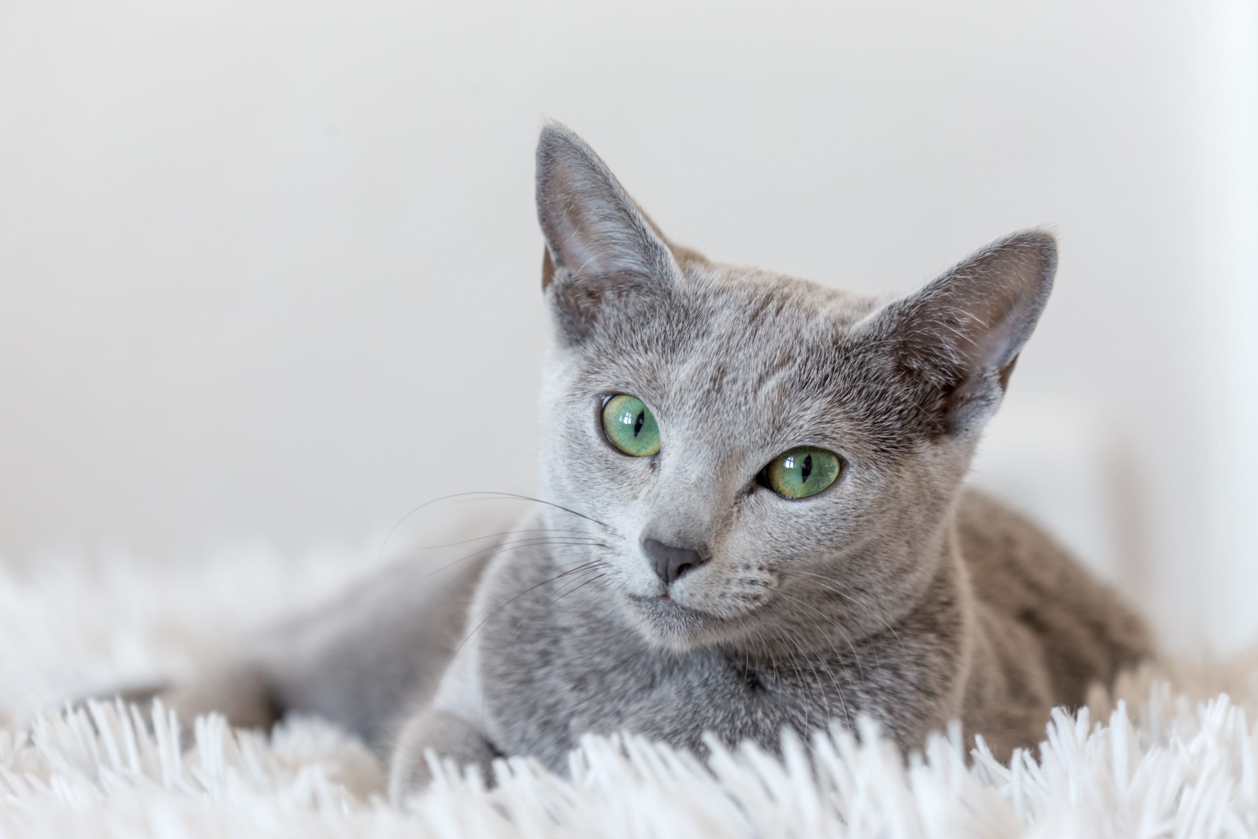 A Russian Blue Cat with a silvery blue coat and vivid green eyes sitting quietly beside a row of books.