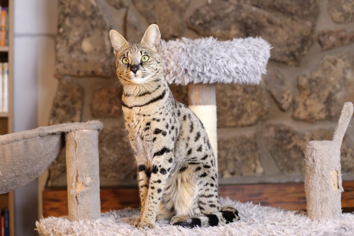 A large cat sitting calmly with a thick fluffy coat, tufted ears, and a gentle, friendly expression.
