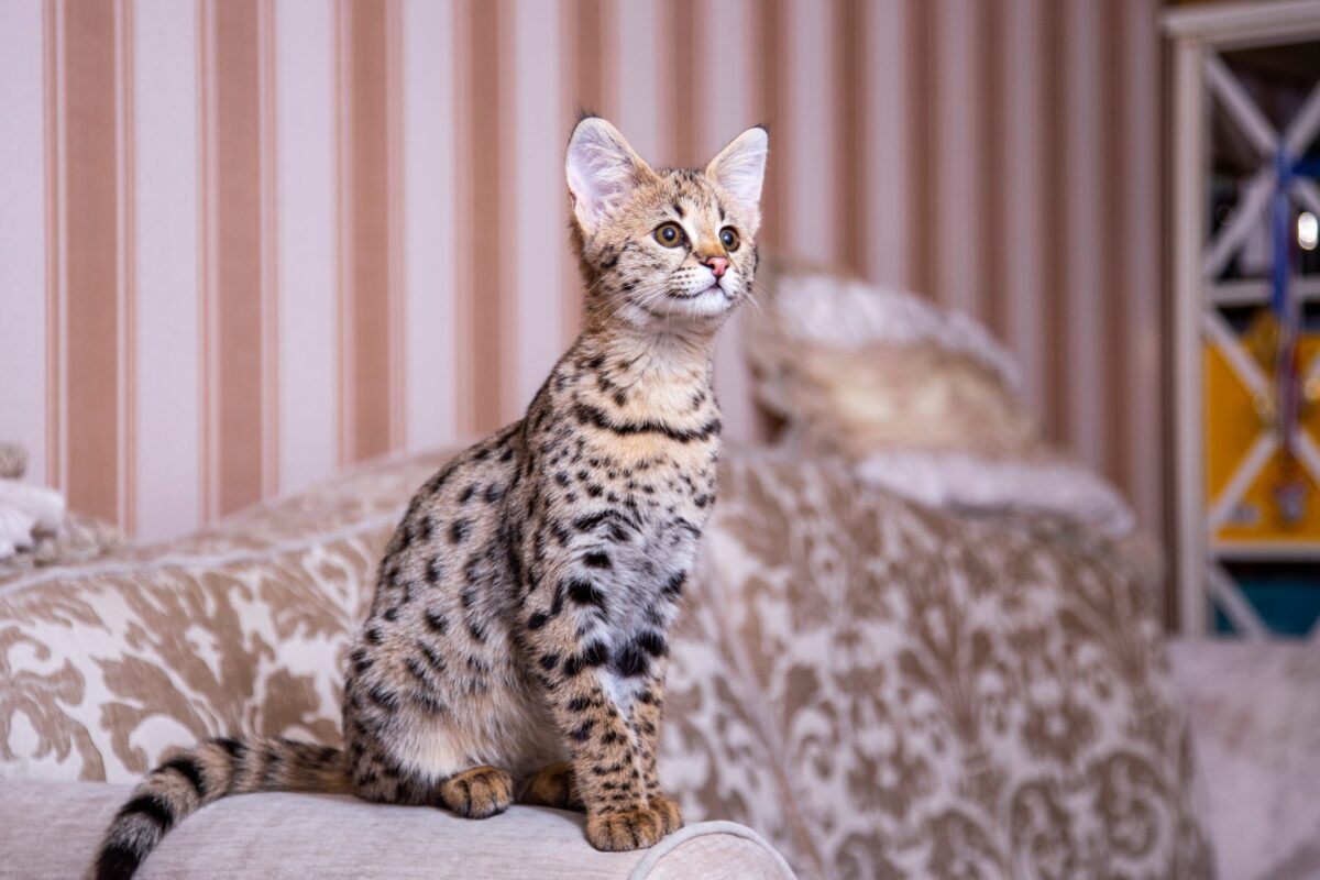 A Savannah Cat standing attentively with an alert expression and strong investigative curiosity.