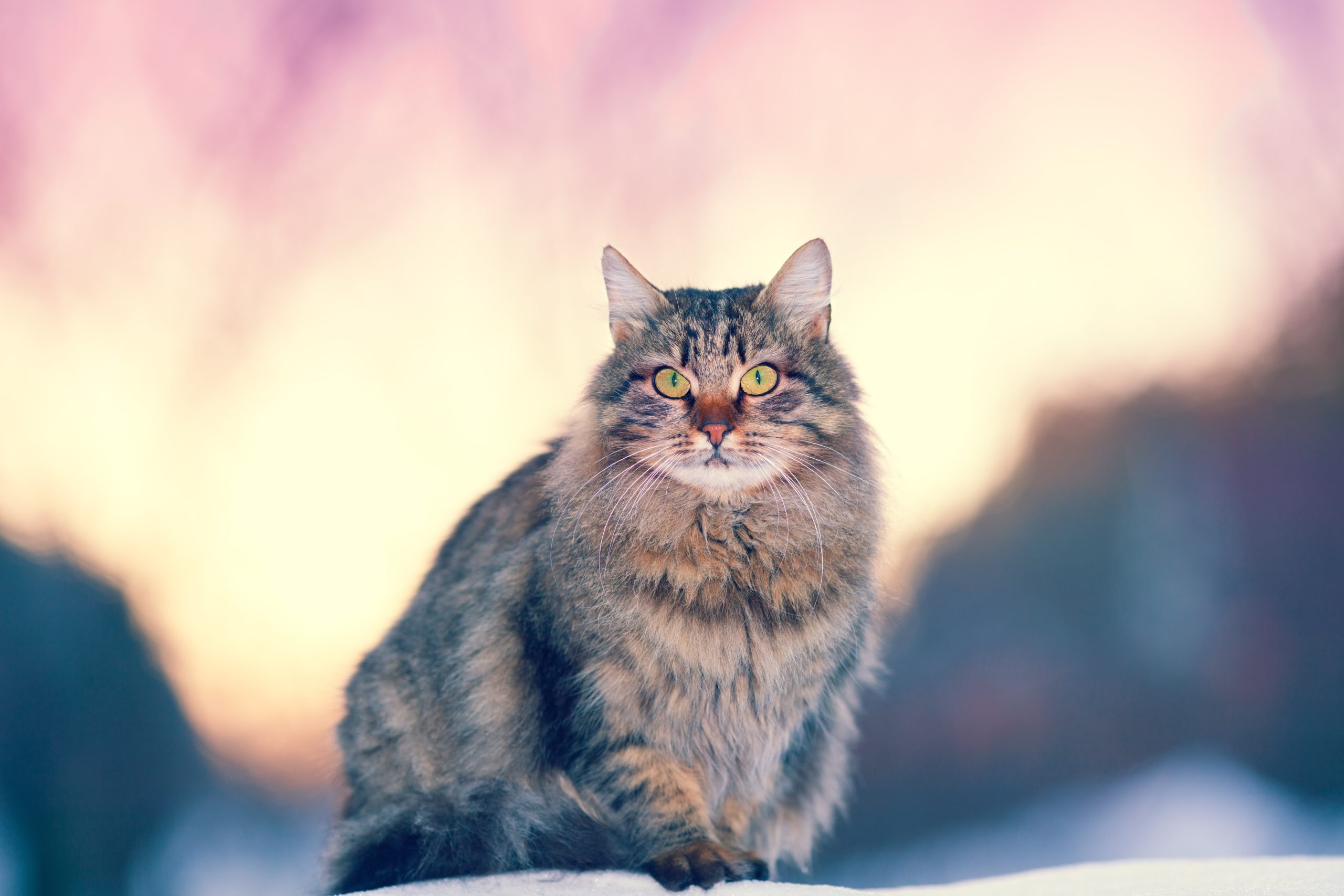 A thick-coated Siberian cat with green eyes sitting calmly beside a window.