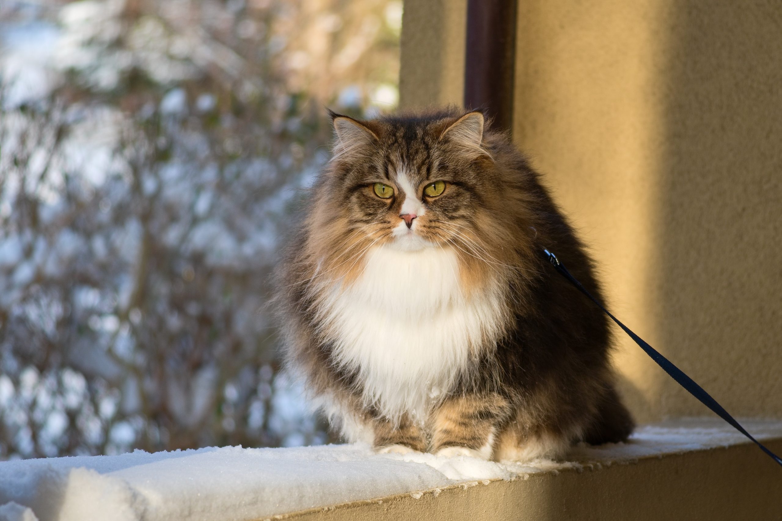 A fluffy Siberian Cat standing alert with its thick coat and bushy tail visible.