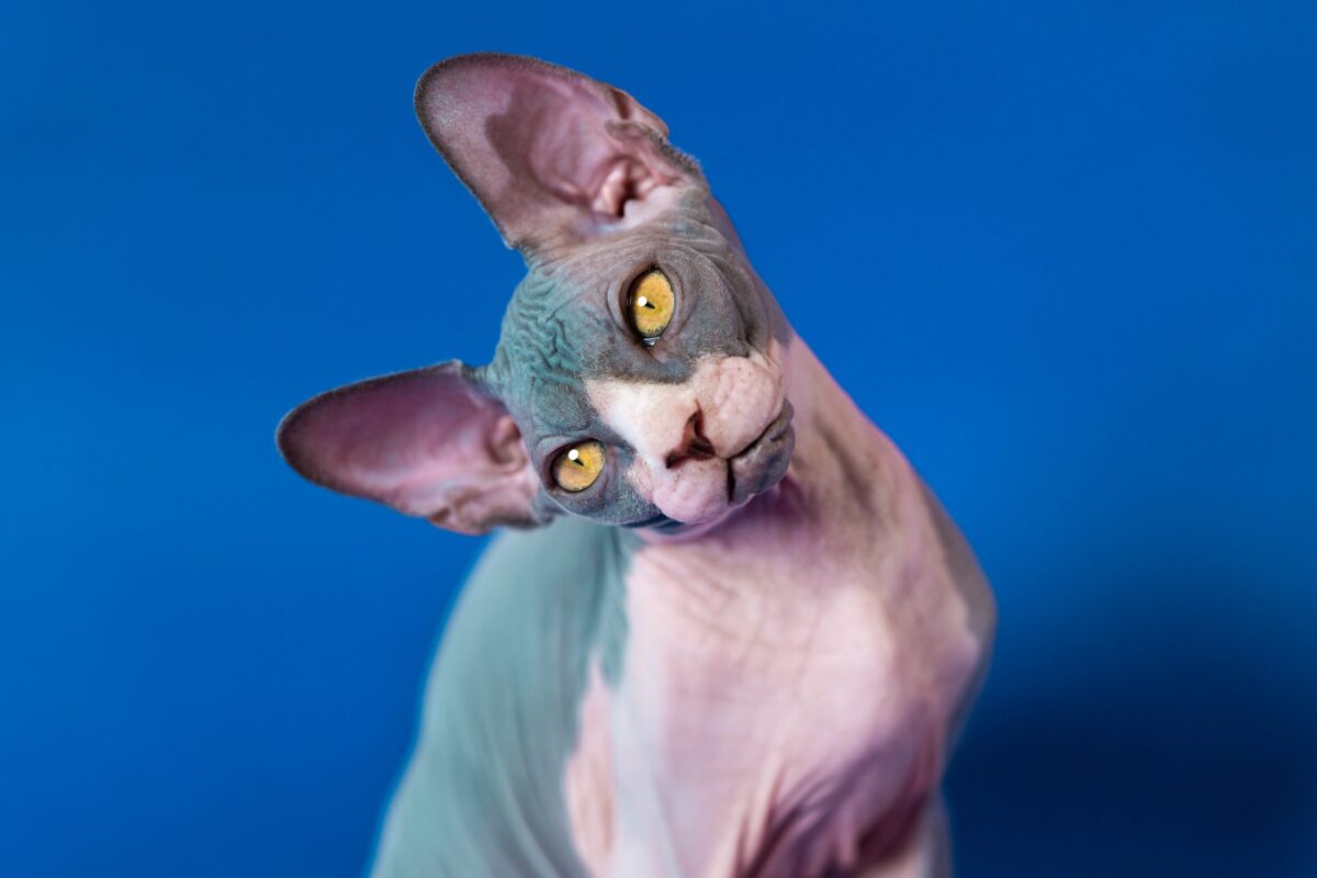 A Sphynx Cat sitting under a blanket with their head peeking out and an alert expression.