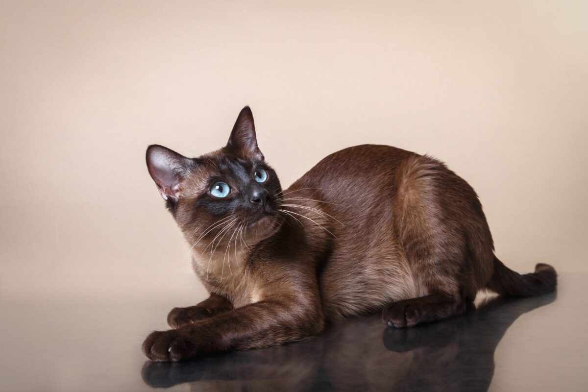 An inquisitive Tonkinese Cat looking engaged and eager to investigate nearby activity.