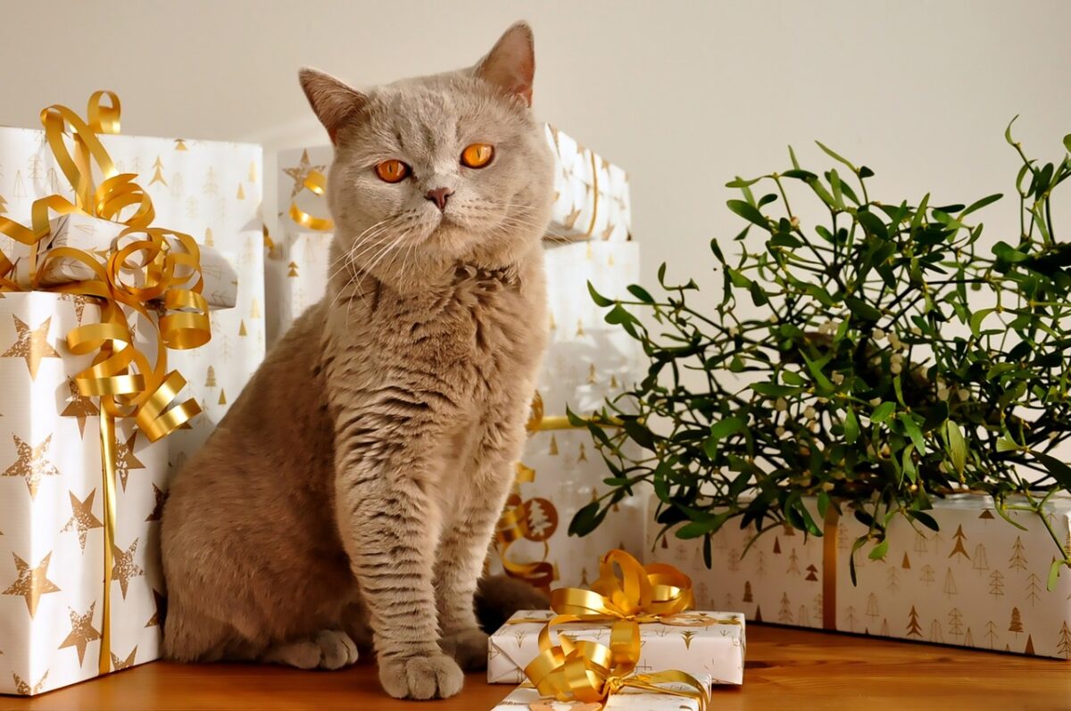 A sturdy British Shorthair sitting upright with round features and a calm, gentle expression.