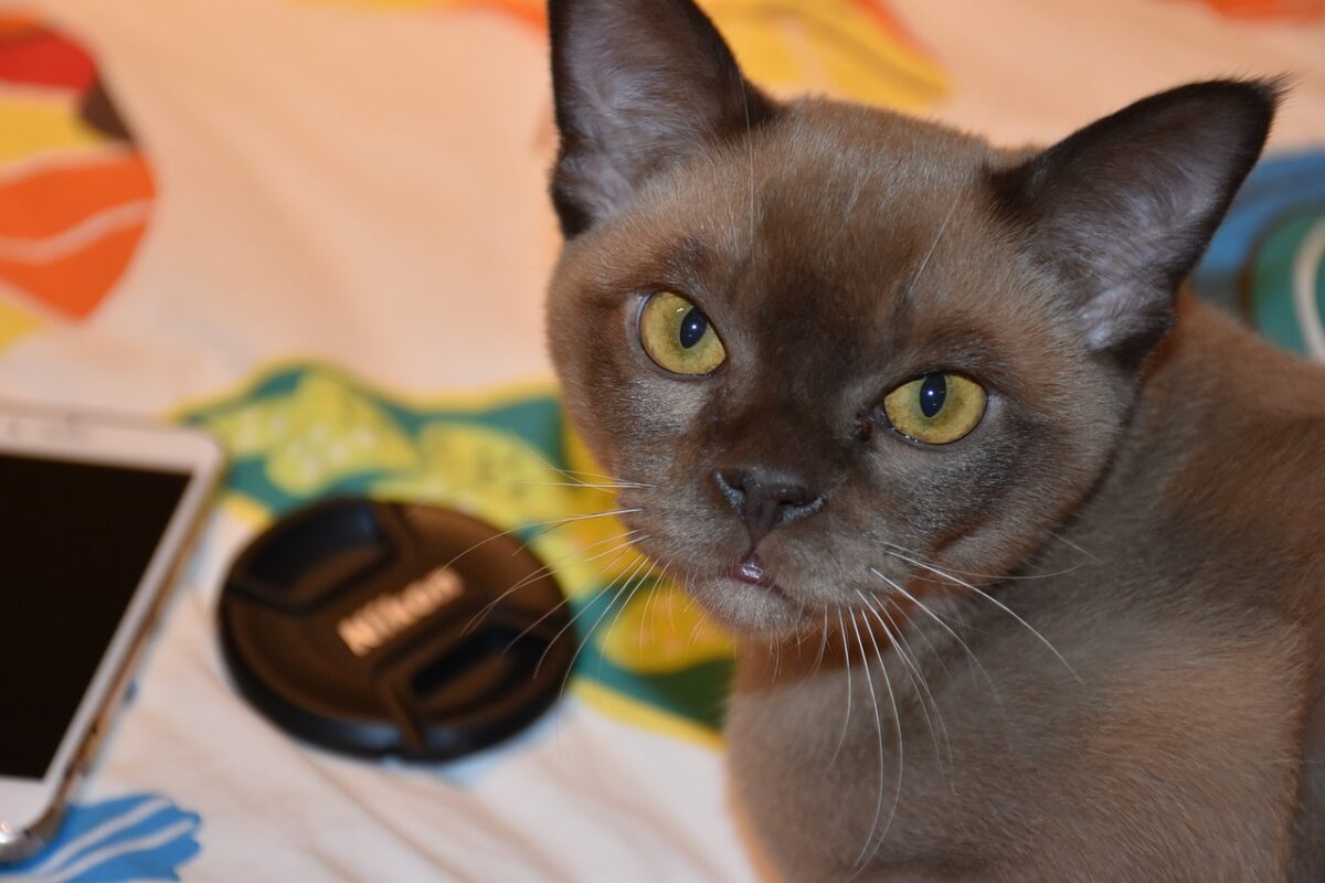 A Burmese Cat sitting close beside their person with an affectionate and attentive expression.