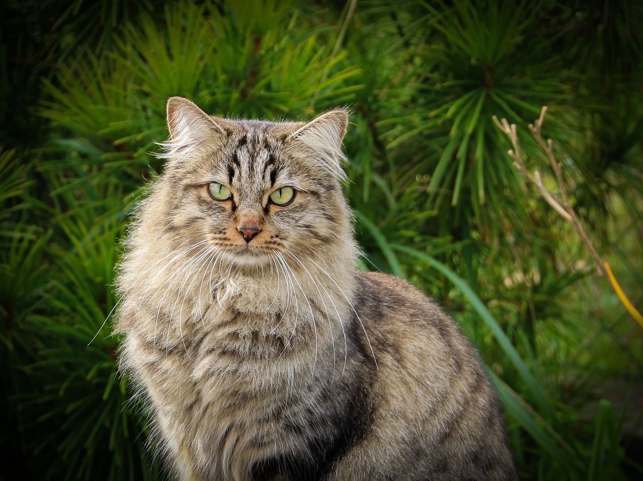 8 Beautiful Long-Haired Cat Breeds