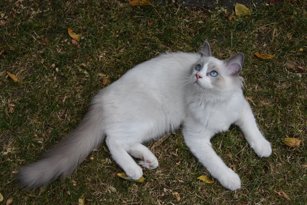 A Ragdoll Cat resting peacefully with a gentle expression and relaxed posture.