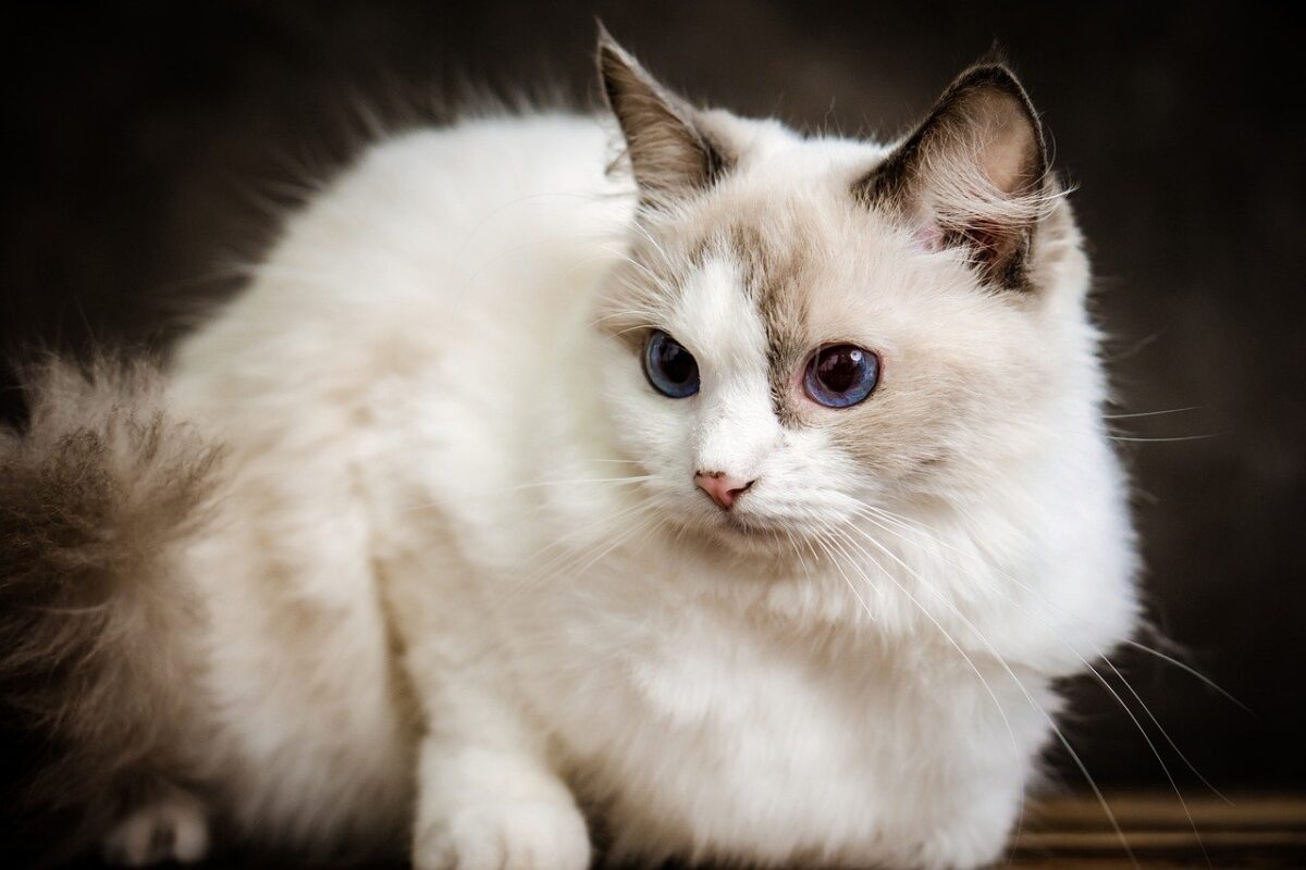 A beautiful Ragdoll Cat with blue eyes, a soft semi-long coat, and elegant colorpoint markings.