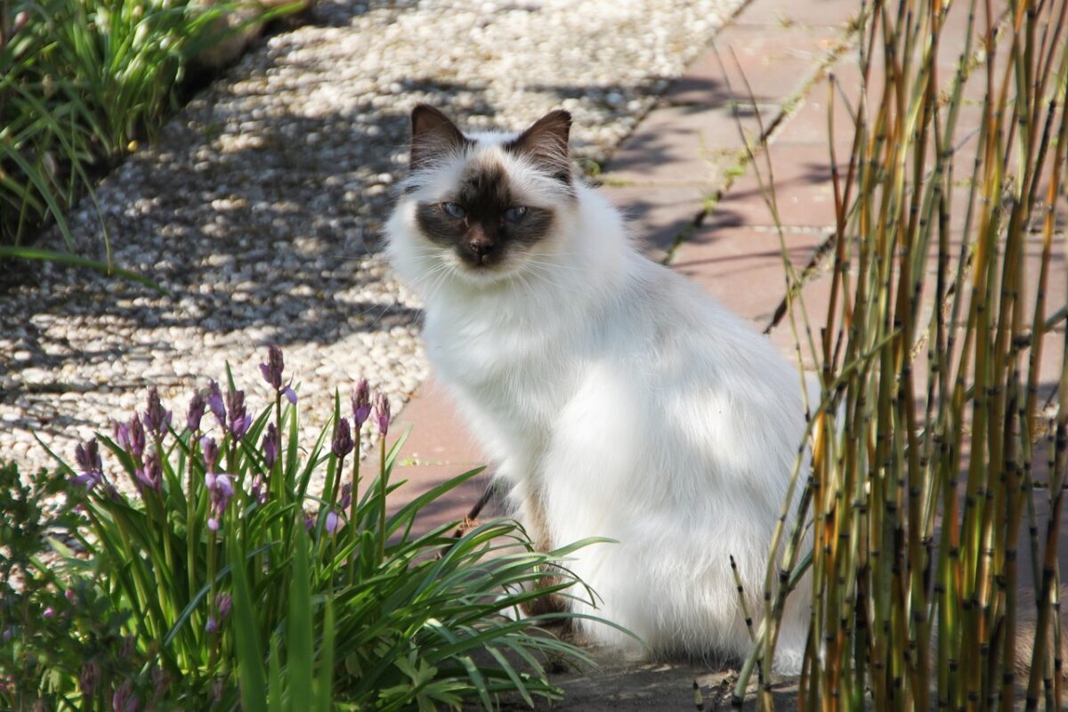 A beautiful Birman Cat with deep blue eyes, colorpoint markings, silky fur, and white paws.