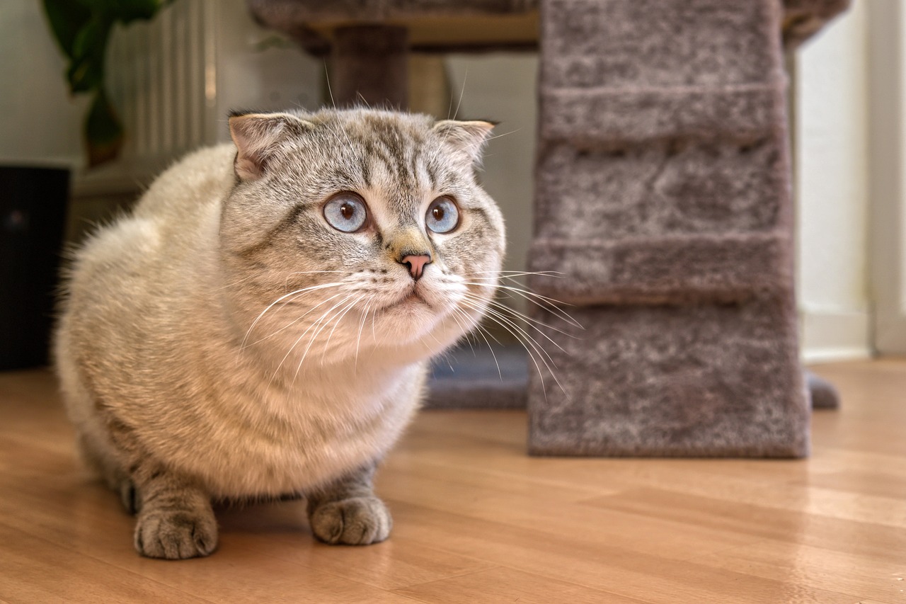 Most Noisy Cat Breeds 2024: The top 10 most vocal cat breeds that meow the  most