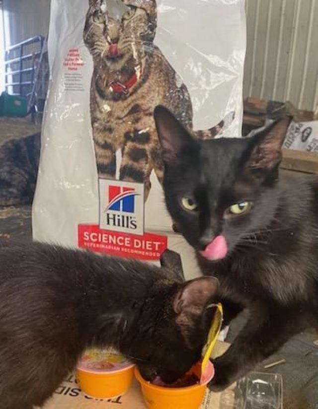 Black kittens eating donated food