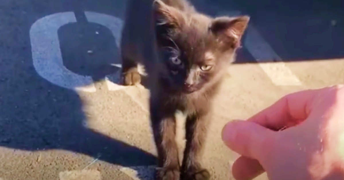 Guy Goes On Work Break Returns With Tattered Kitty Perched On His Shoulder