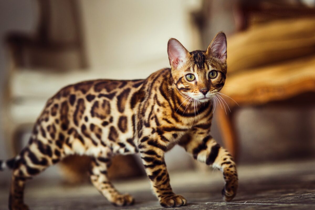 A sleek Bengal Cat standing alertly with a richly spotted coat and bright expressive eyes.