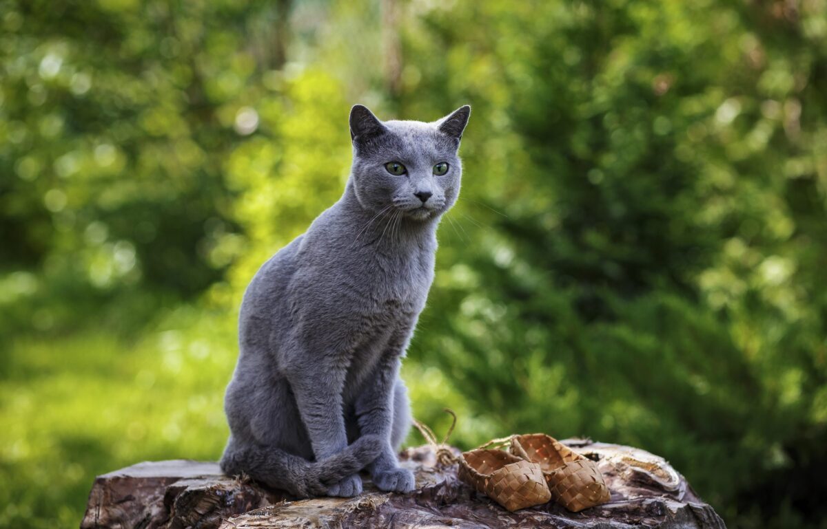 A Russian Blue sitting quietly on a windowsill with its silvery blue coat illuminated by natural light.