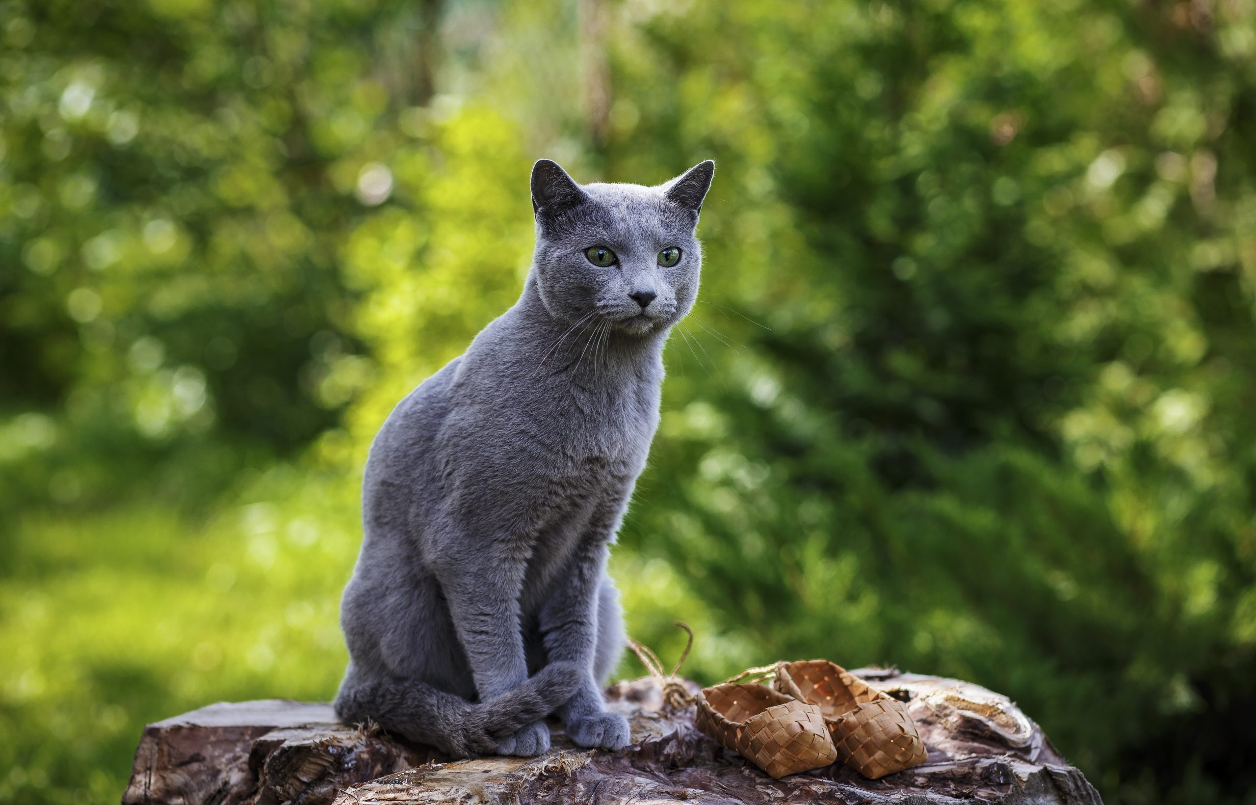A Russian Blue cat with silver-blue fur and vivid green eyes resembling a mysterious woodland creature.