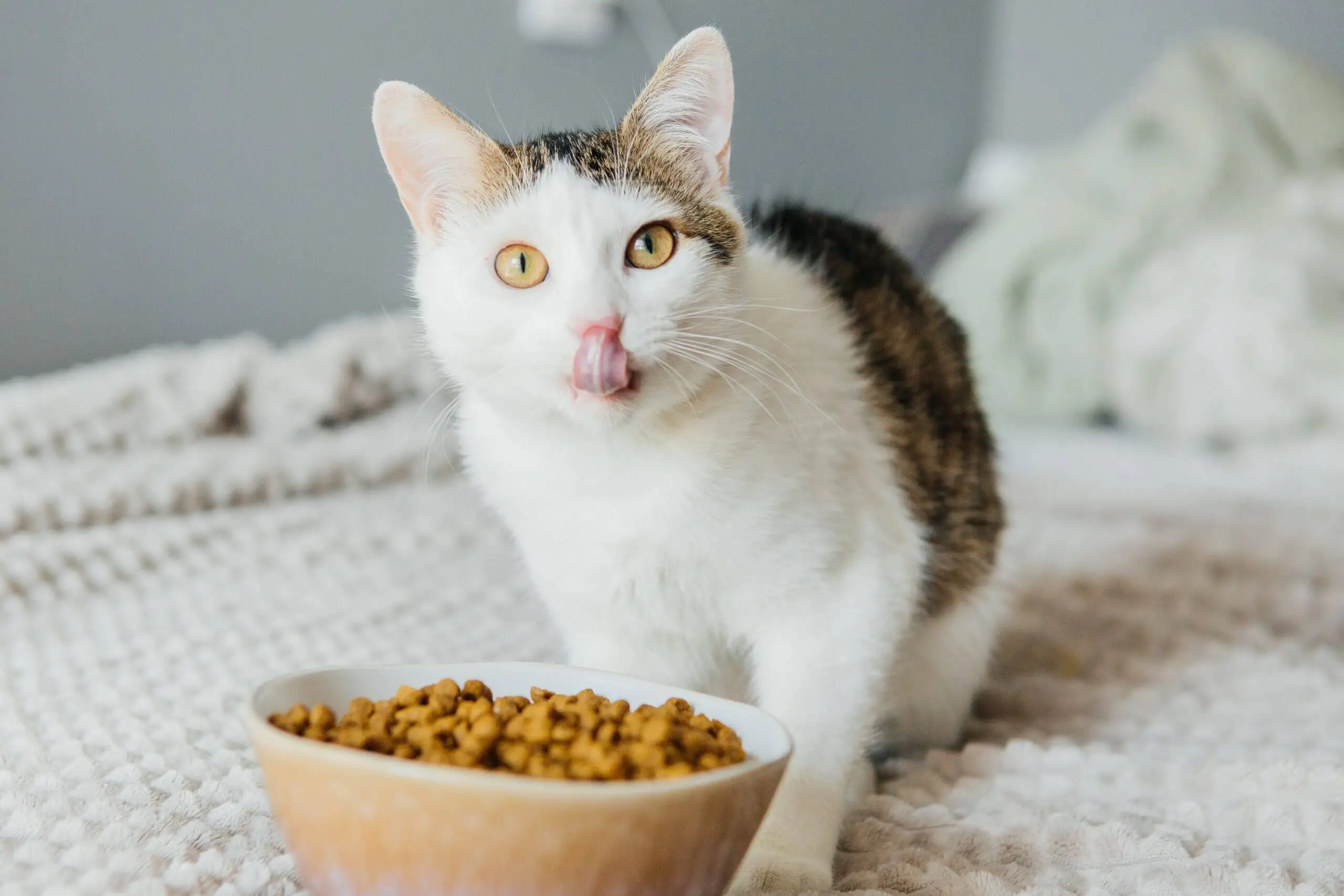 Cat Food Recalls Products