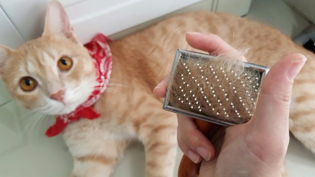 replace cat grooming tools