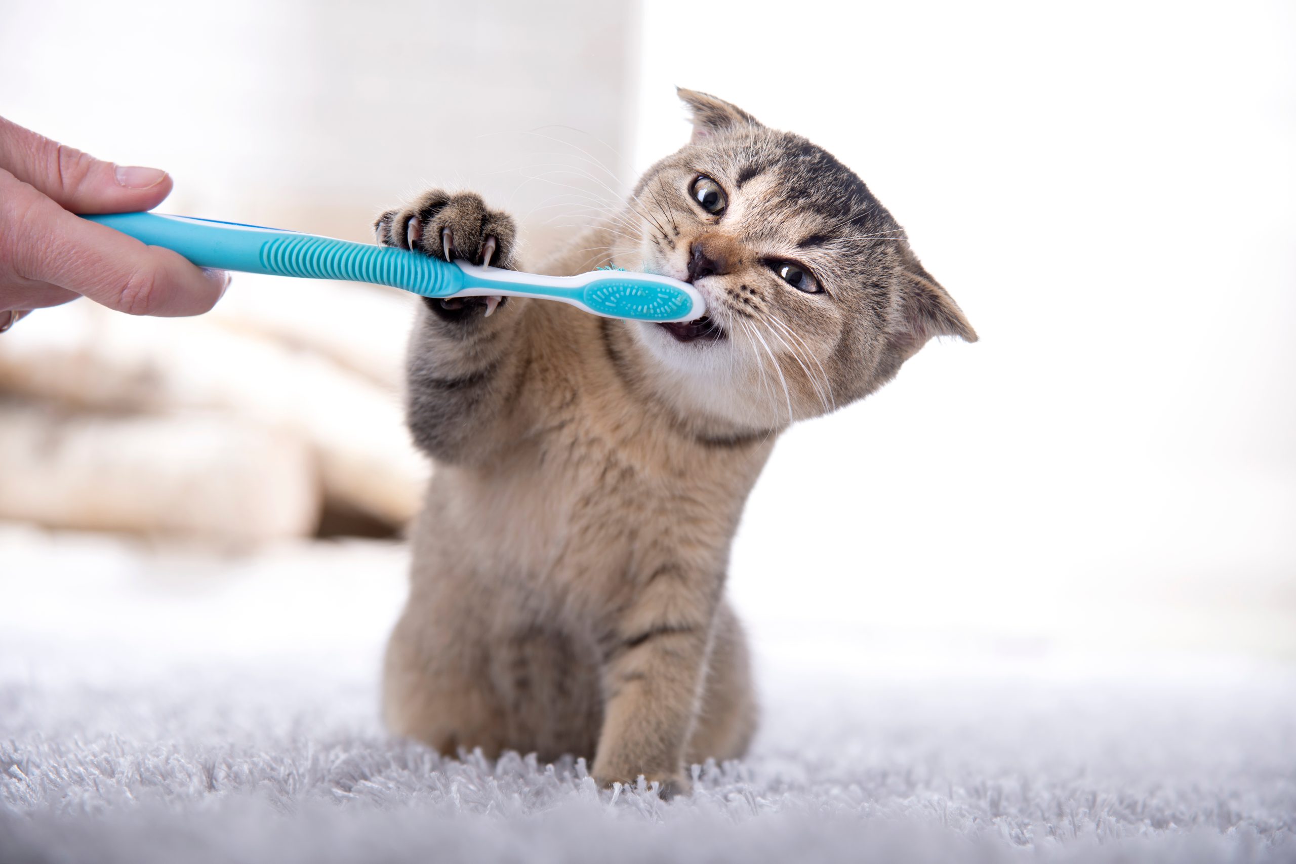 brush cat teeth