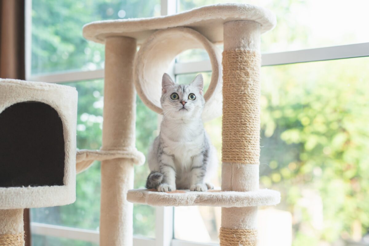 A relaxed American Shorthair Cat sitting comfortably in the same room as visiting guests.