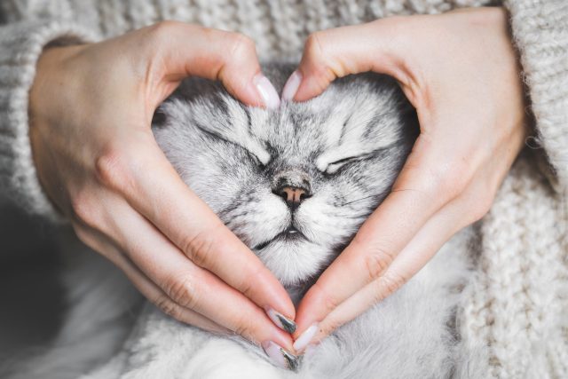 Valentine's Day gifts for cat lovers