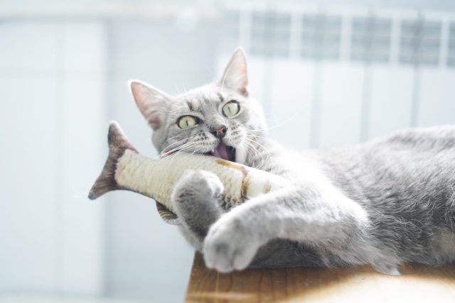 when to replace cat toys