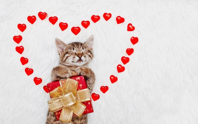 Valentine's Day gifts for cats