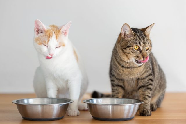 new cat food bowl