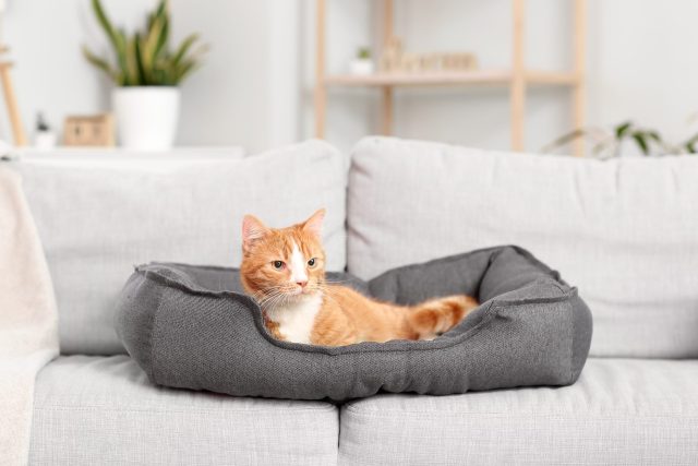 replace cat bed