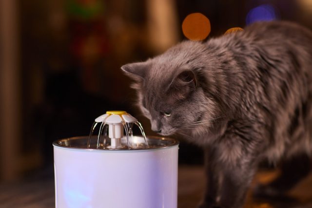 replace cat water fountain