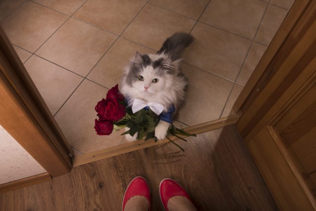 Valentine's Day gifts for cat lovers