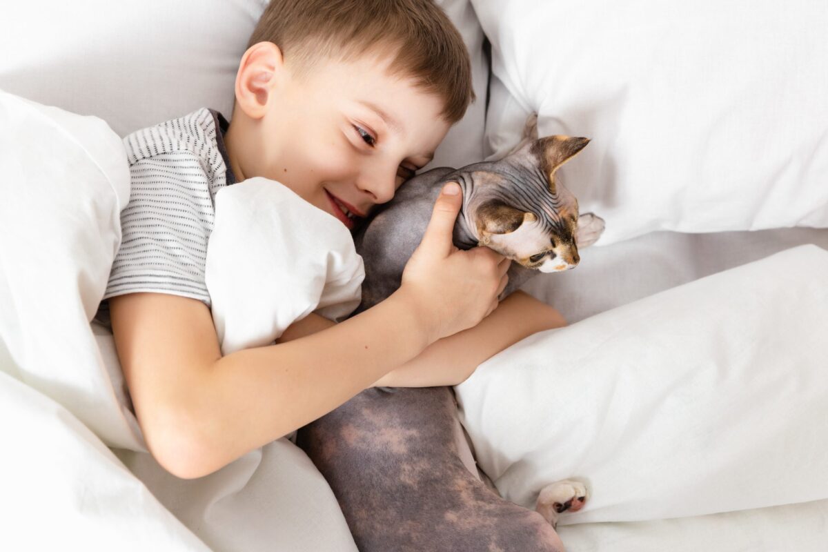 A loving Sphynx Cat seeking closeness with a warm and sociable expression.