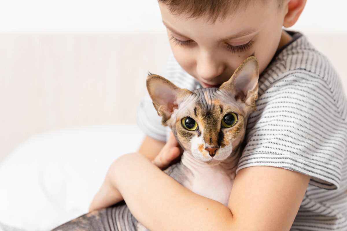 A Sphynx Cat snuggled under a blanket beside their person, enjoying close physical contact.