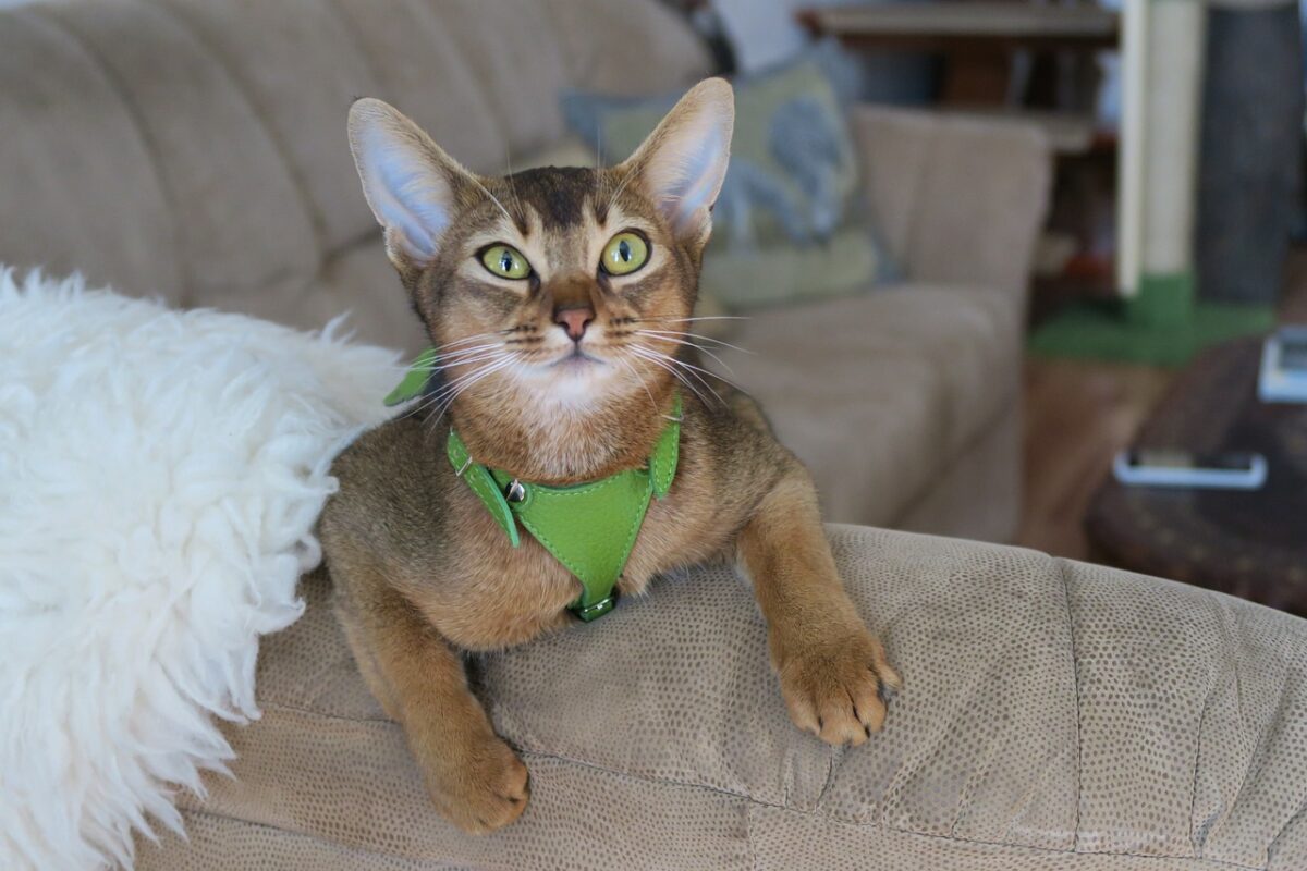 A curious Abyssinian Cat perched attentively while watching nearby activity with interest.