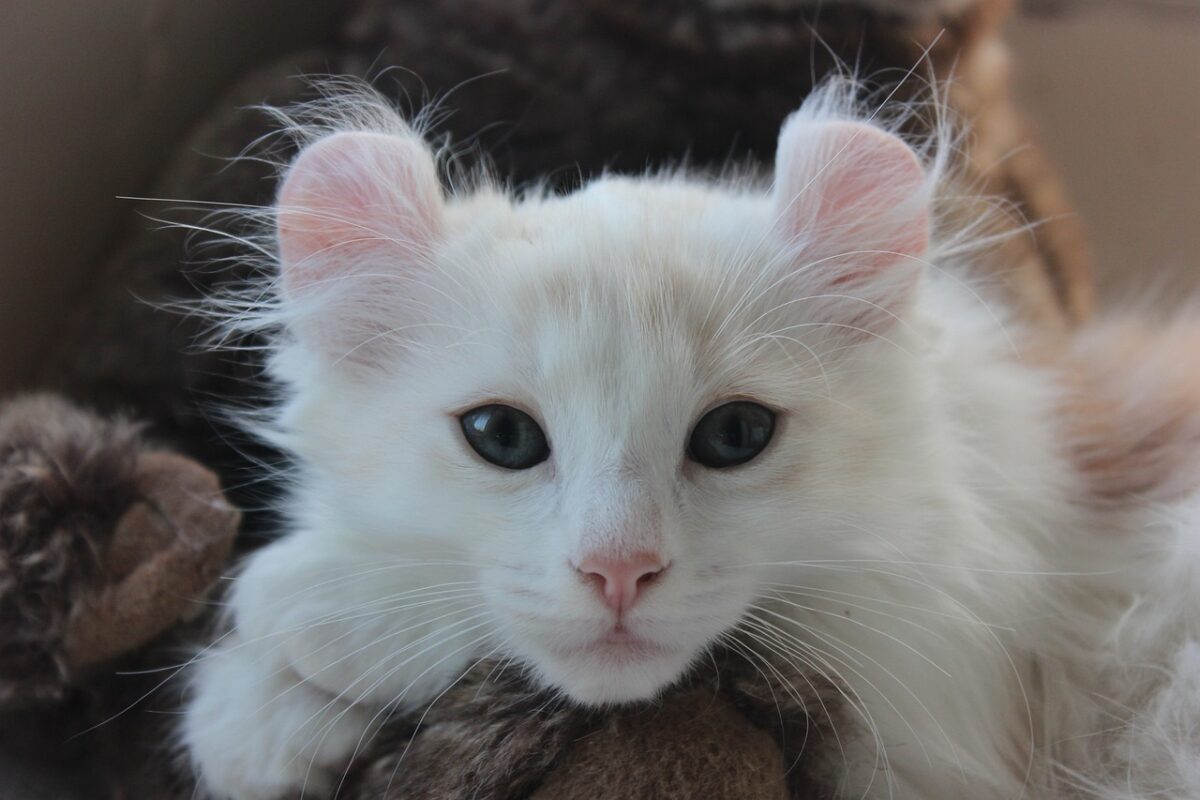 An American Curl Cat with distinctive ears curling backward above a fluffy coat and bright alert eyes.