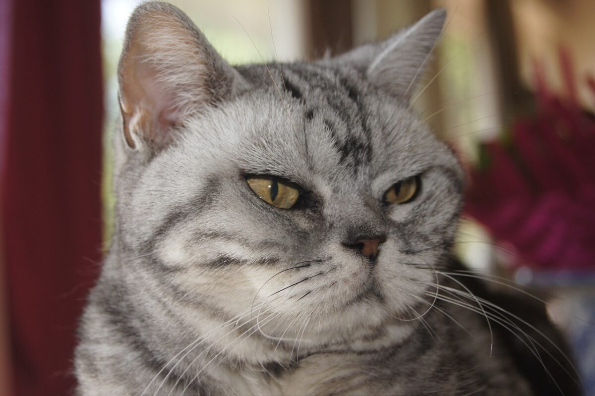 An American Shorthair exploring a scratching post independently with an alert and confident expression.