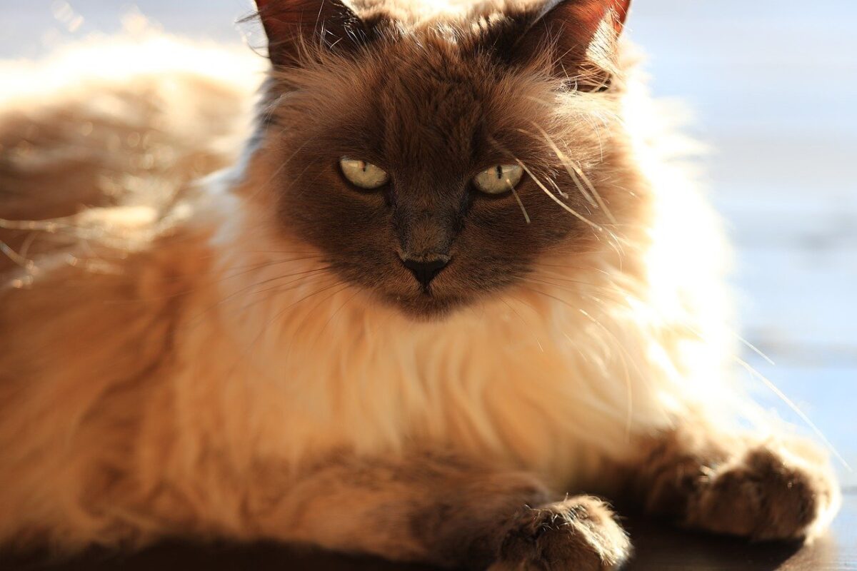 A longhaired Balinese cat sitting attentively with an expressive face as if meowing.
